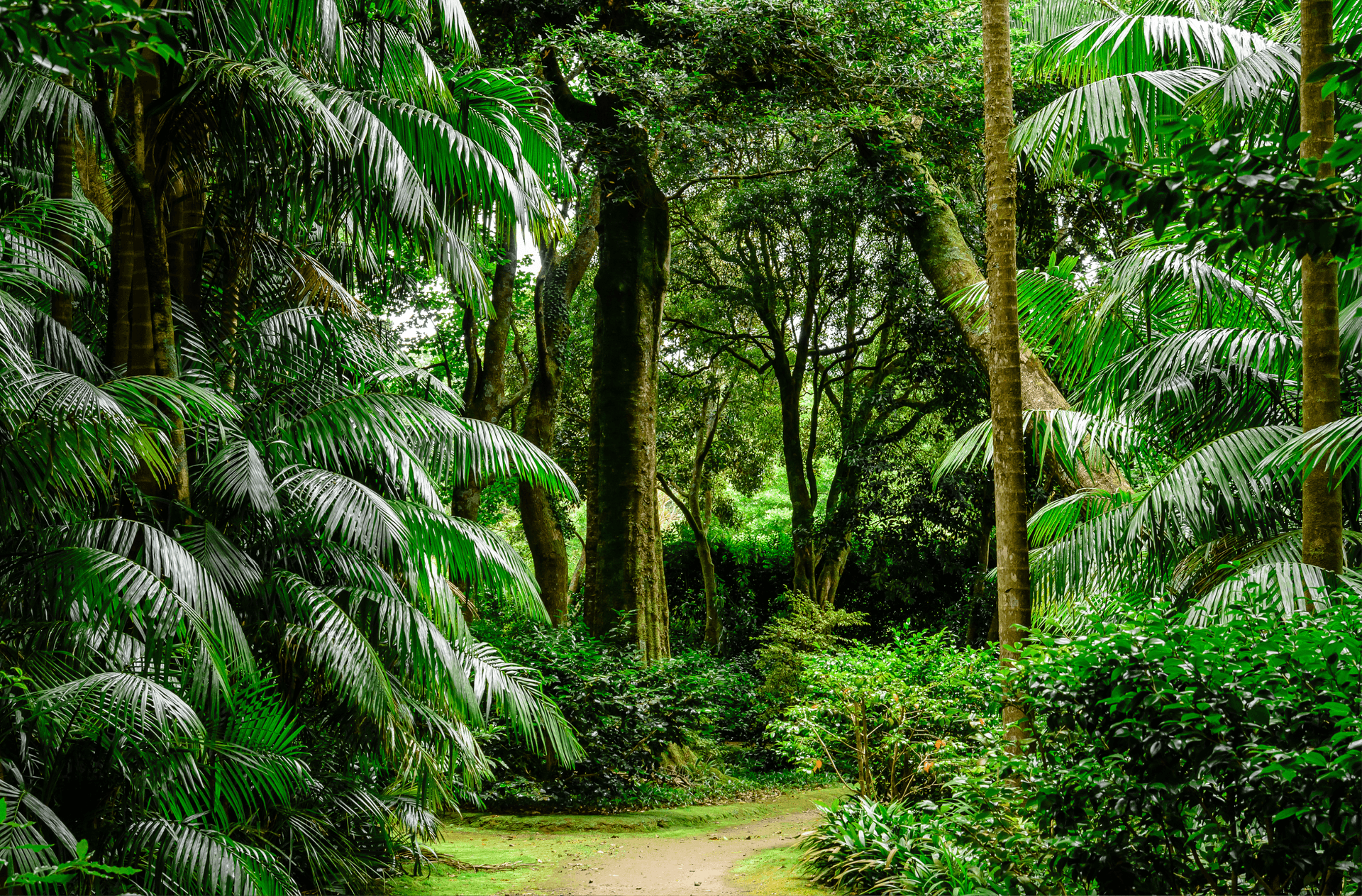 Paisagismo